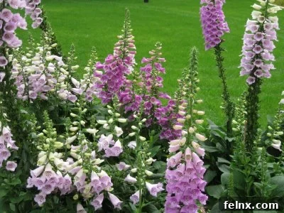 Stately Foxglove spikes in the garden