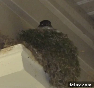 Mother bird in her nest under the porch