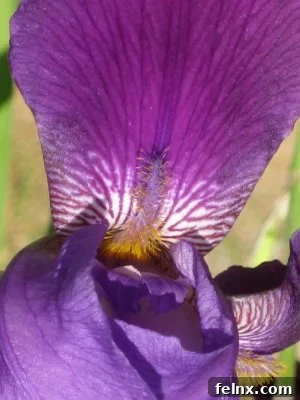 Sentimental purple-blue iris in the garden