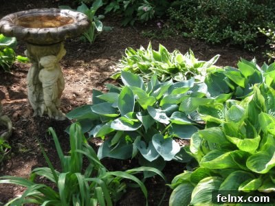 Great Expectations hostas surrounding a bird bath