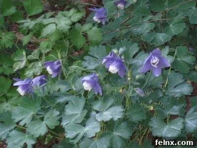 Cheerful blue Columbine flowers