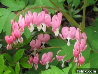 Delicate Bleeding Heart flowers in the front garden