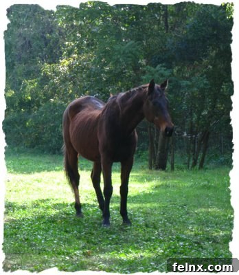 Thoroughbred horse Ace standing in a field