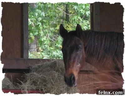 Ace the Thoroughbred horse in a close-up portrait
