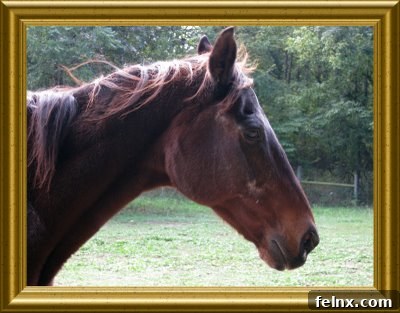 Ace looking over the fence in his pasture