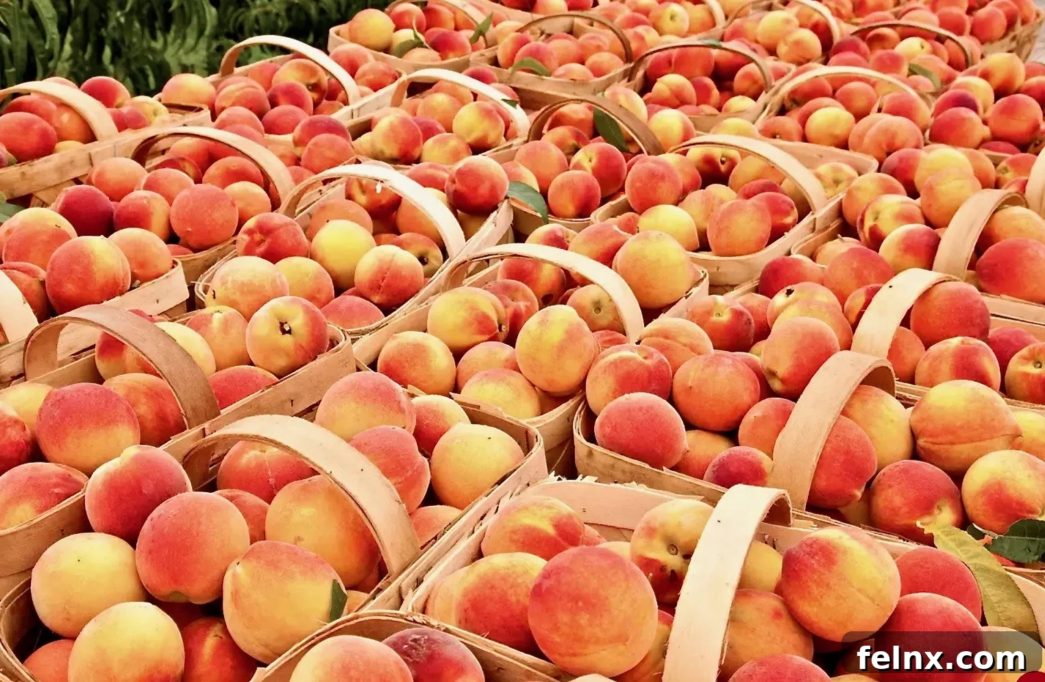 Close up of sliced fresh peaches