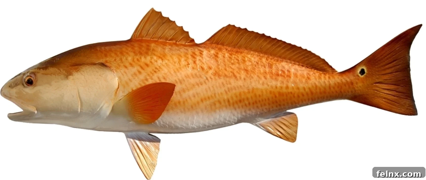 Fresh Redfish Fillets