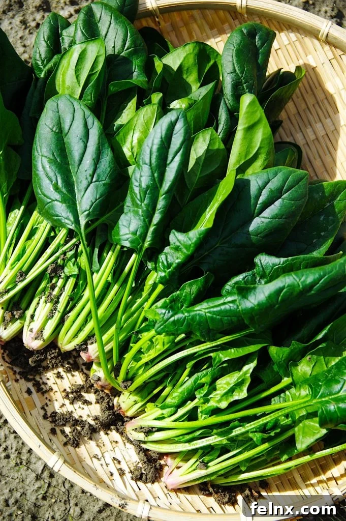A gardener's basket of fresh spinach