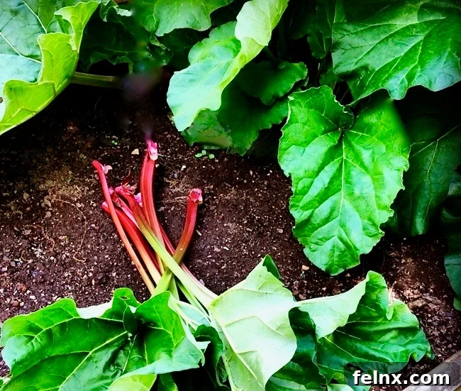Gigantic rhubarb growing in a garden