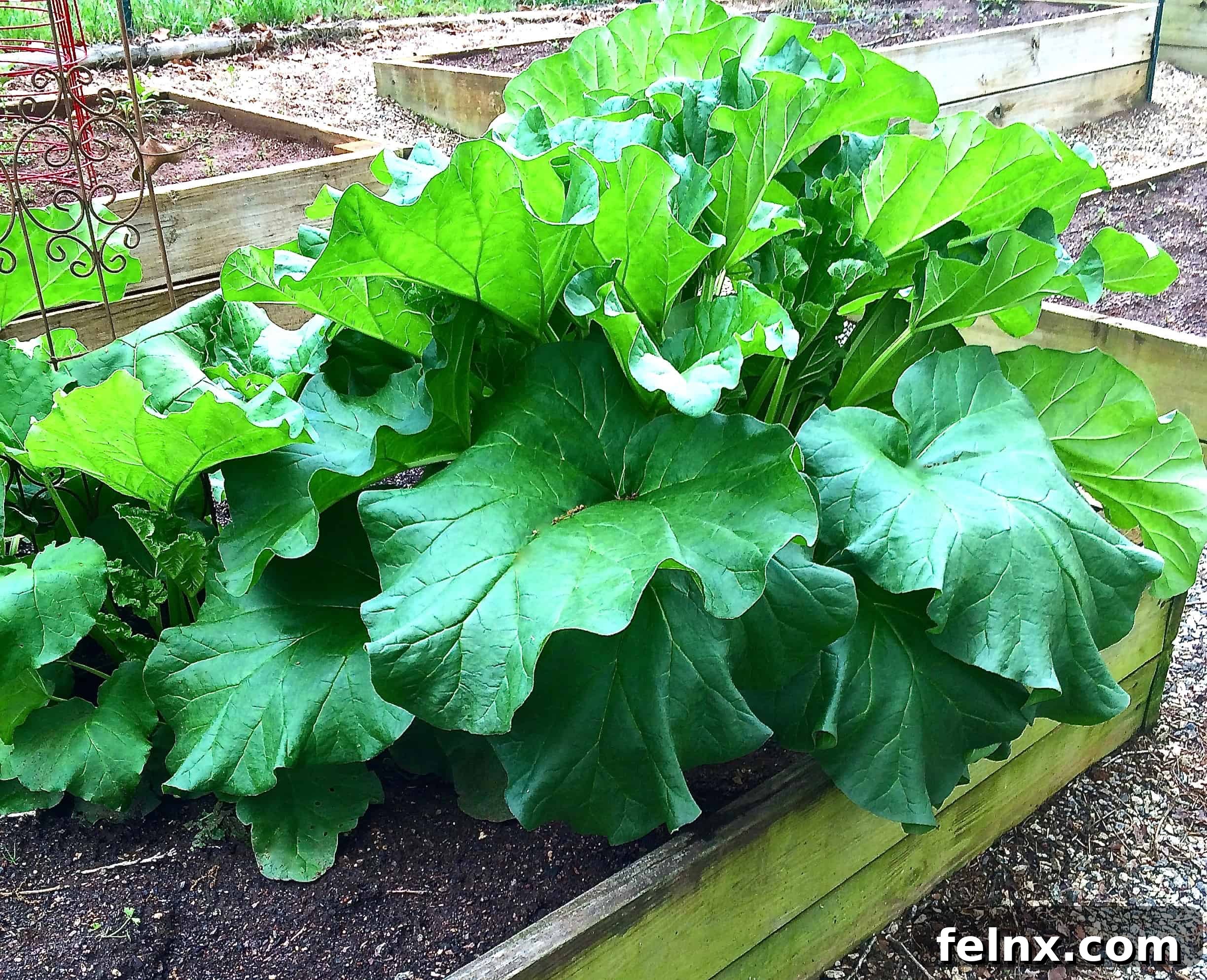 Freshly harvested rhubarb stalks in a garden