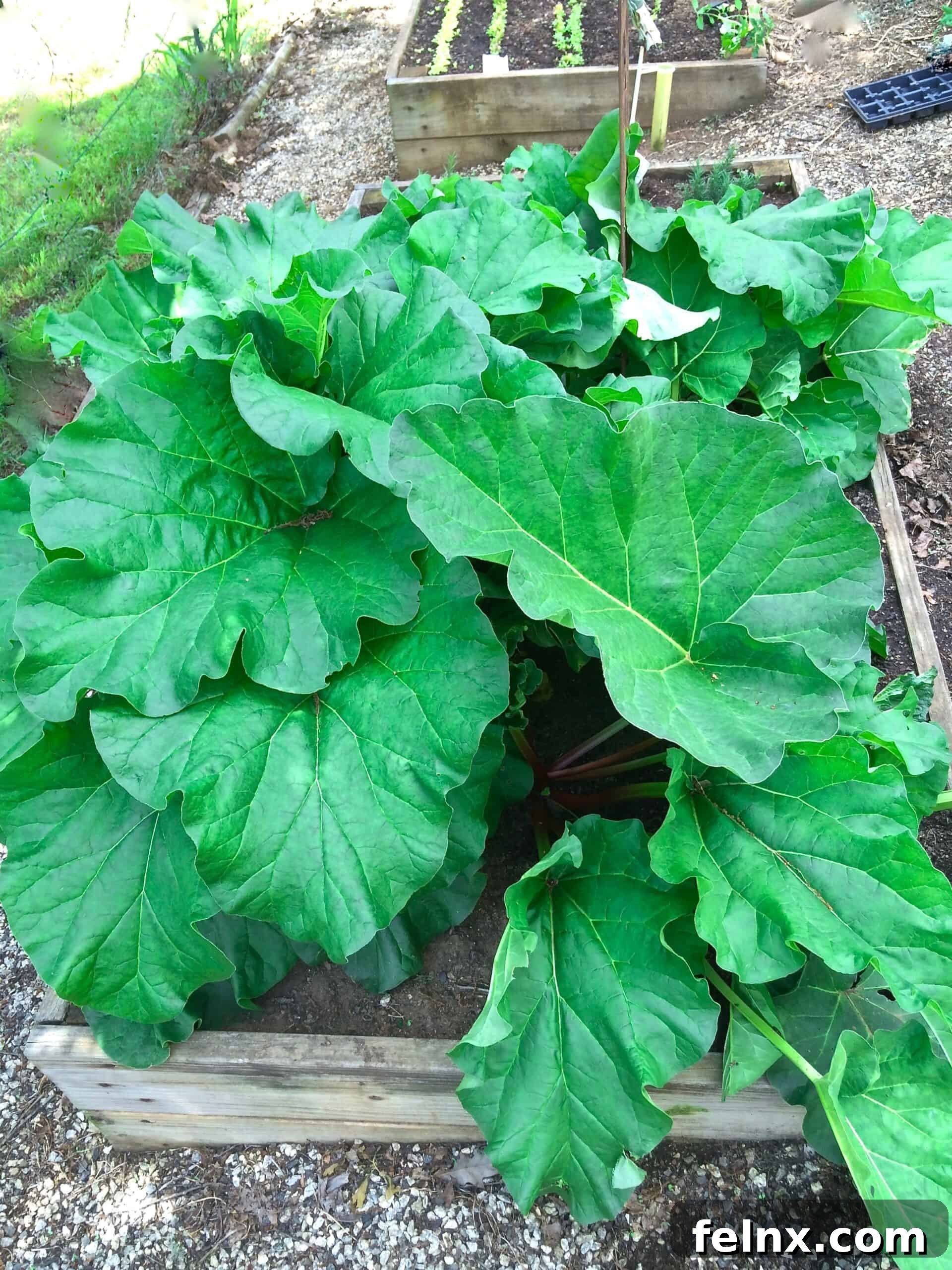 Cleaning and prepping fresh rhubarb