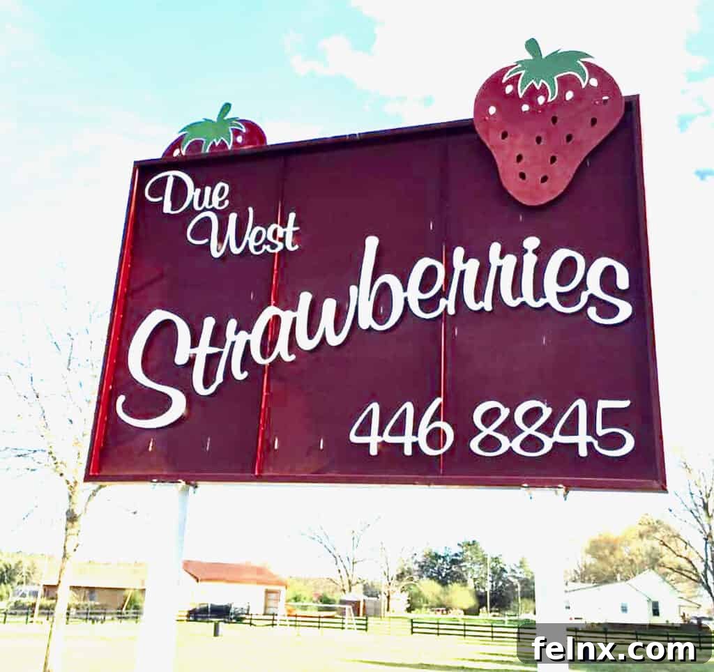 Sun-ripened strawberries in the field