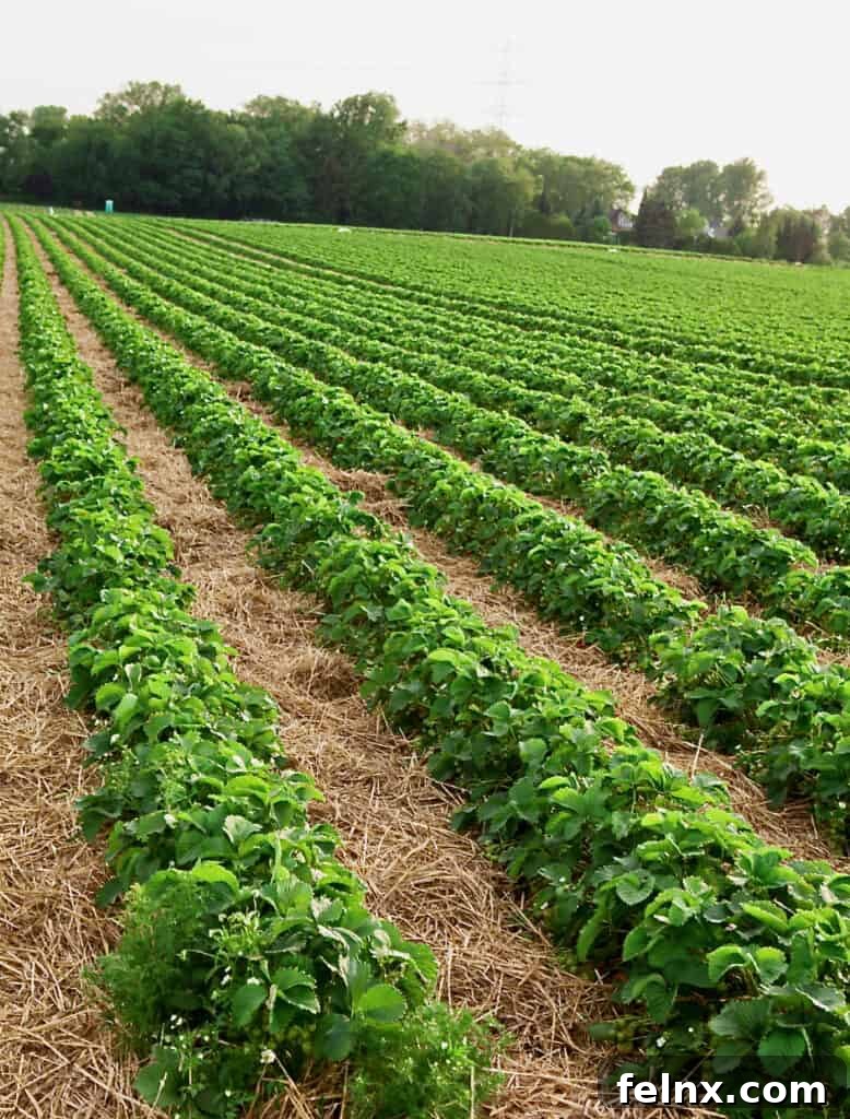 Rows of groomed strawberry plants at a farm