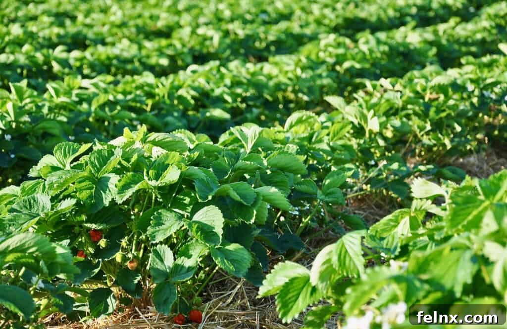 Close up of strawberries ready to be picked