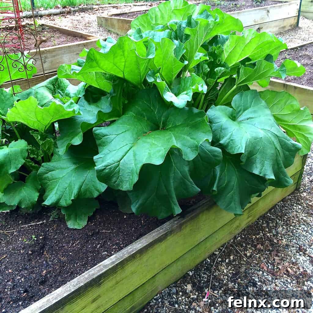 Large rhubarb plant in a garden bed