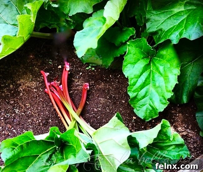 Pink and red rhubarb stalks in the garden