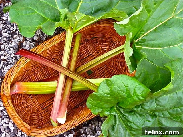 A basket full of freshly harvested rhubarb
