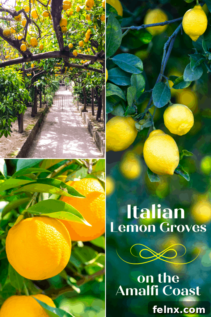Lush green lemon groves in the Italian countryside