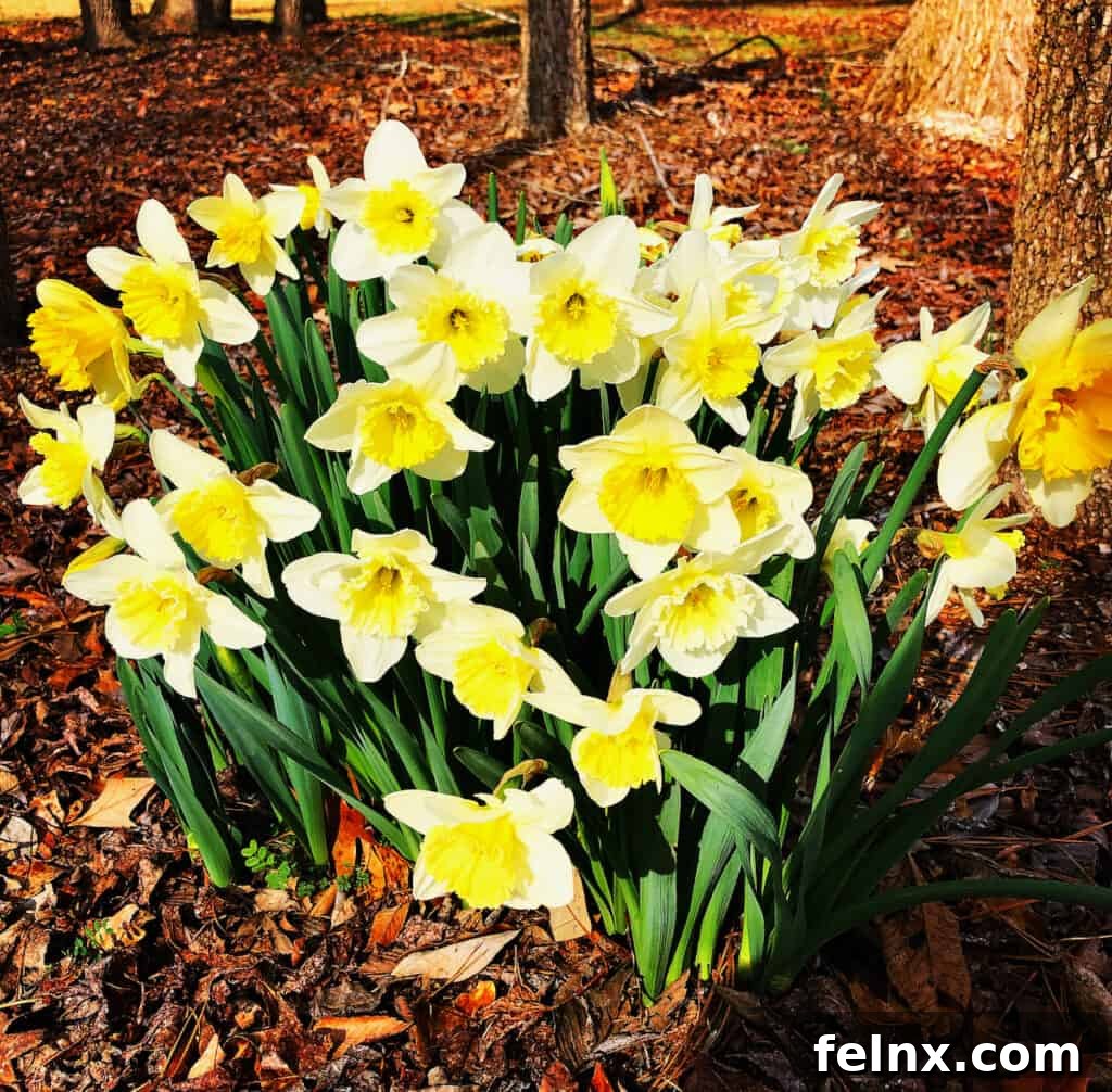 Spring flowers and nature