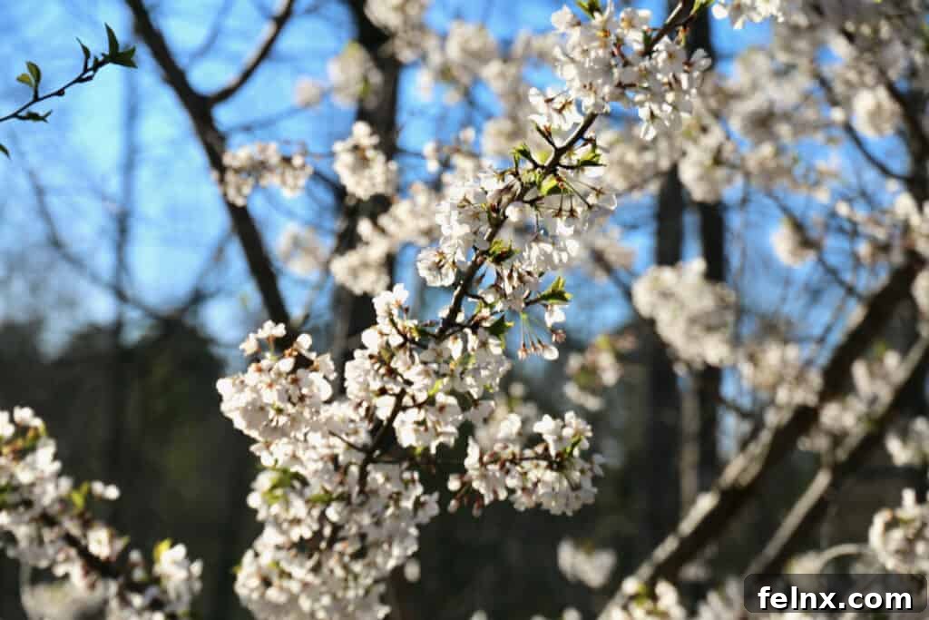 Cherry blossoms in bloom