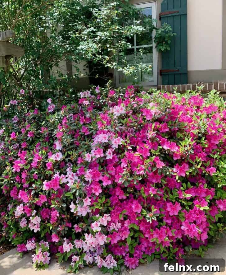 Fresh Spring Scenery