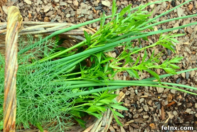 Fresh herbs being harvested for the salad