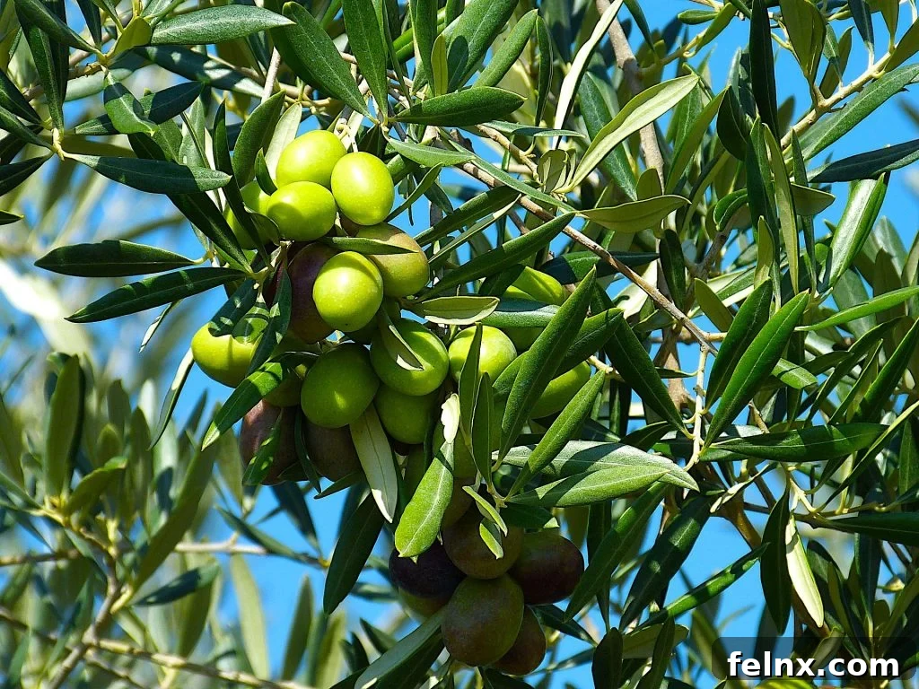 Beautiful olive trees growing in an Italian garden
