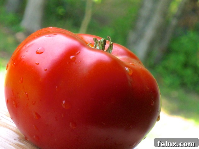 best tomatoes