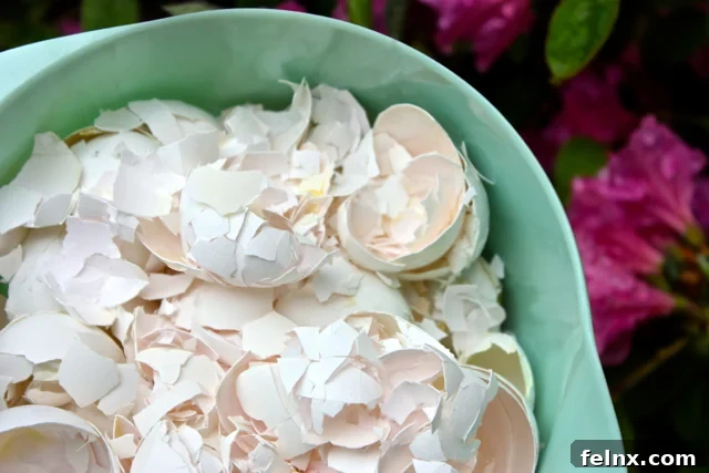 crushed eggshells for tomatoes