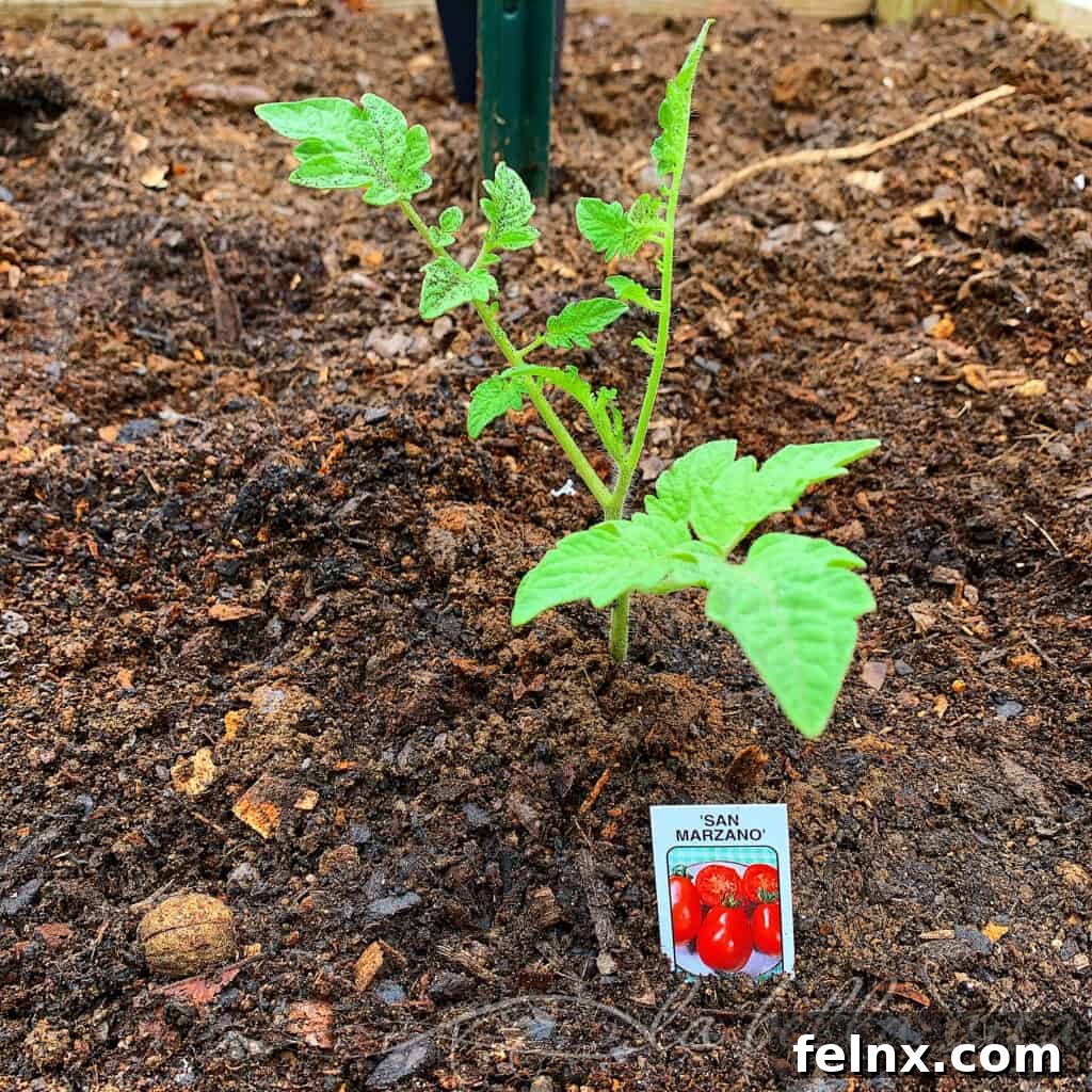 tomato pruning and care