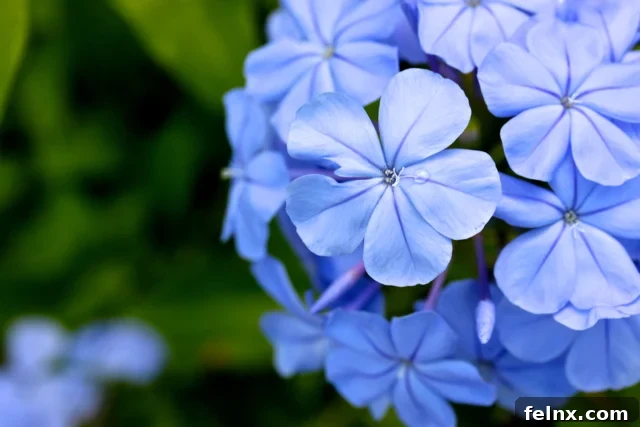 Blue Plumbagoes Flowers