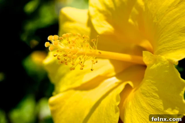 Yellow Tropical Hibiscus Hawaiian Flowers